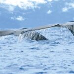 Avistamiento de Ballenas en Costa Rica: Una Aventura Inolvidable Para los Amantes de la Naturaleza