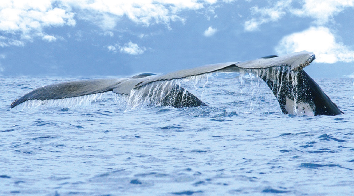 Avistamiento de Ballenas en Costa Rica: Una Aventura Inolvidable Para los Amantes de la Naturaleza