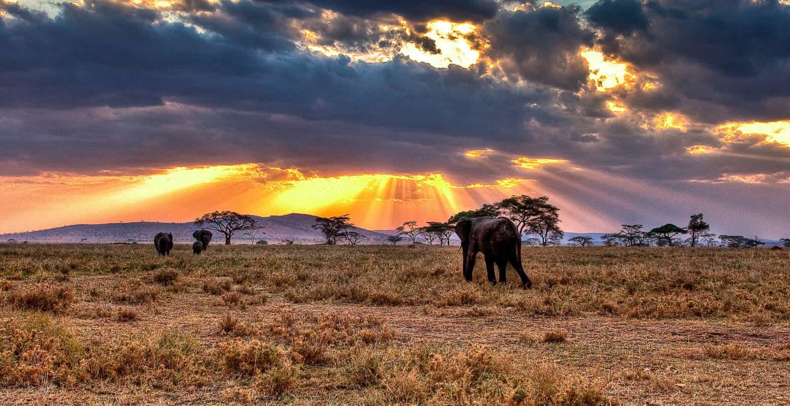 Descubre el Serengeti: El Tesoro de la Vida Salvaje en África 🦓