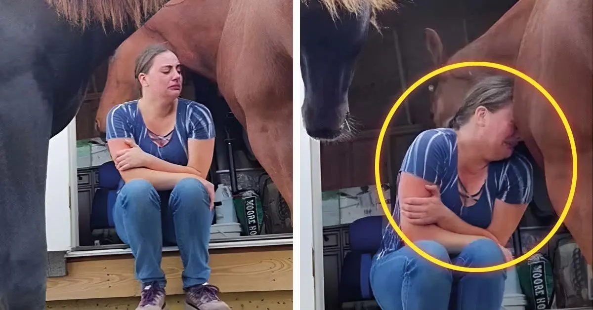 Un Caballo Consuela A Su Dueña Que Llora Tras Su Divorcio