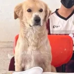 Este Perro Acompaña A Su Amo Todos Los Días A La Escuela, La Maestra Decide Entonces Hacerle Un Lugar Para Pasar El Día.