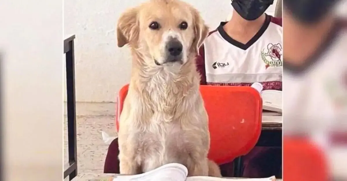 Este Perro Acompaña A Su Amo Todos Los Días A La Escuela, La Maestra Decide Entonces Hacerle Un Lugar Para Pasar El Día.