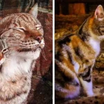 Una Amistad Improbable: Un Lince Y Un Gato Callejero Se Vuelven Inseparables